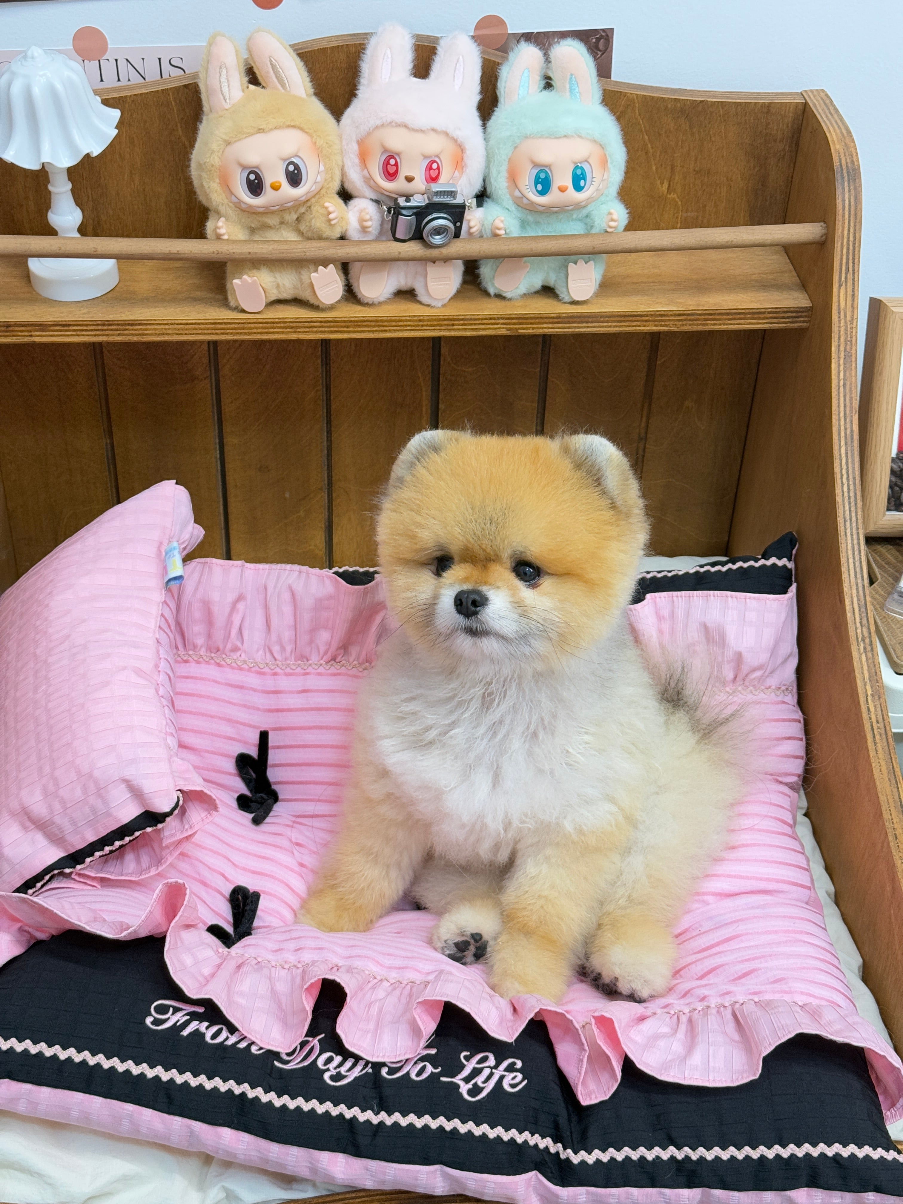 From Day To Life Pet Bed Set | Pink Princess Style