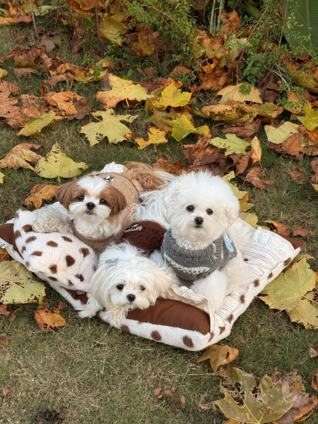 Handcrafted Reversible Stripe & Polka Dot Pet Mat | Vintage Lace Dog & Cat Bed with Pillow